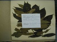 Herbarium sample